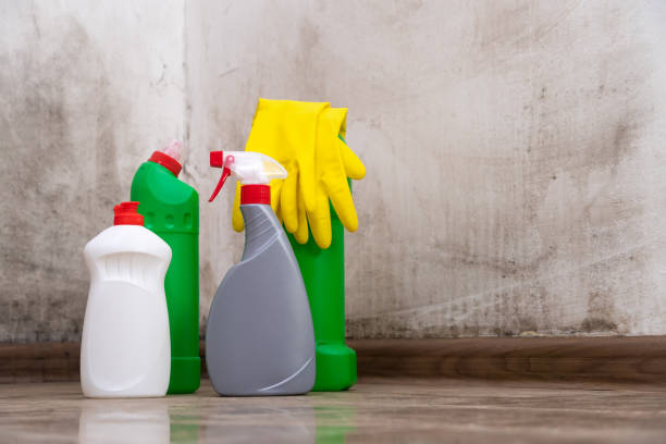 Mold Odor Removal Services in Santa Monica, CA